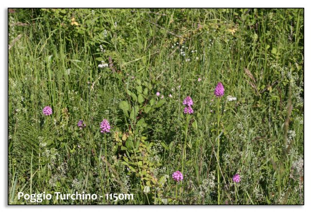 Orchidee di luglio al confine tra Toscana ed Emilia
